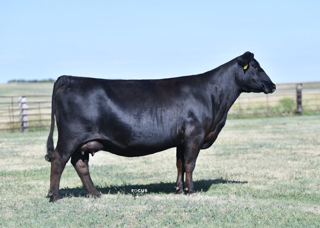 Marcys Forever Lady 644